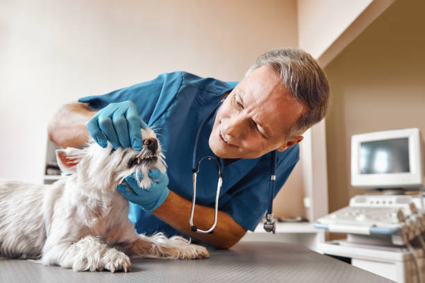 Best Emergency Dental Surgery in Bevil Oaks, TX
